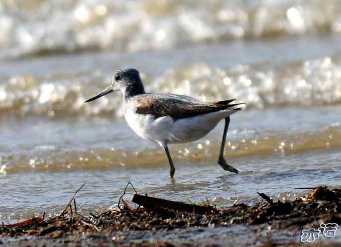 官厅水库&nbsp;wbr路&nbsp;wbr鹤鹬和青脚鹬