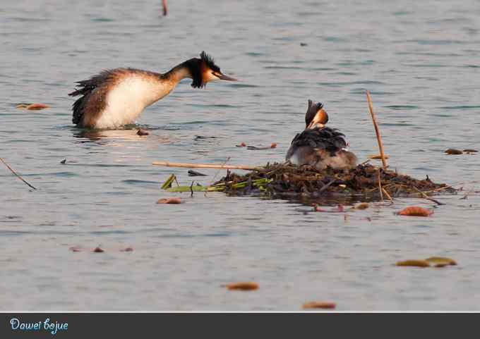 生日:见证凤头宝宝的诞生 生日:见证凤头宝宝的诞生