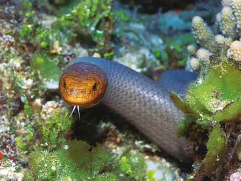 龙：传说的兽原型探秘（海蛇类）