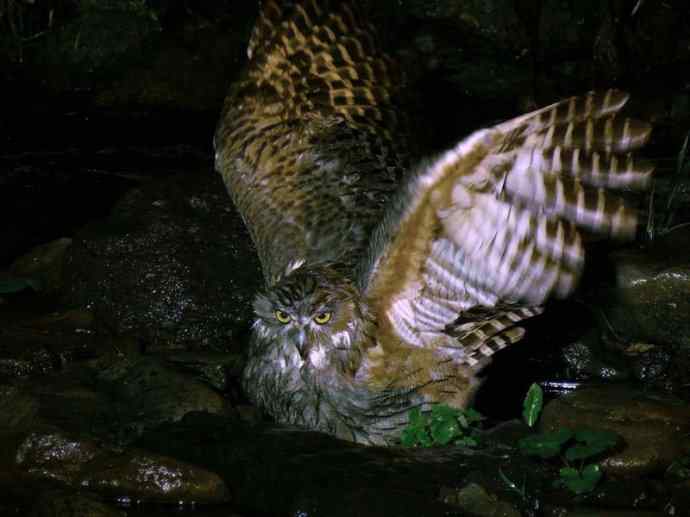 犬科:犬亚科犬属之貉 犬科:犬亚科犬属之貉