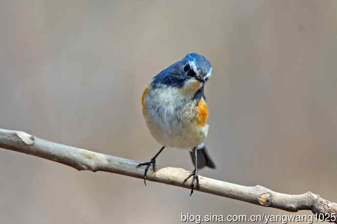 雄性红胁蓝尾鸲(31) 雄性红胁蓝尾鸲(31)