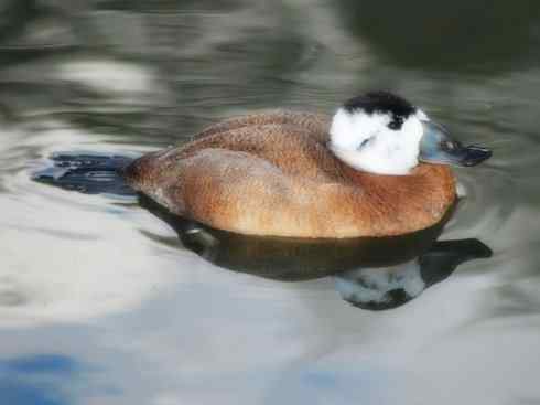 白头鸟系列:另类的美丽8 白头鸟系列:另类的美丽8