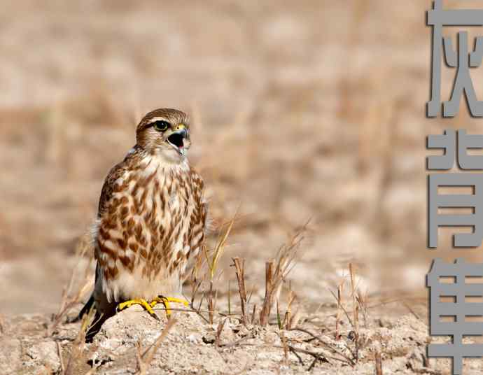 官厅水库 wbr路 wbr灵动的灰背隼 官厅水库 wbr路 wbr灵动的灰背隼