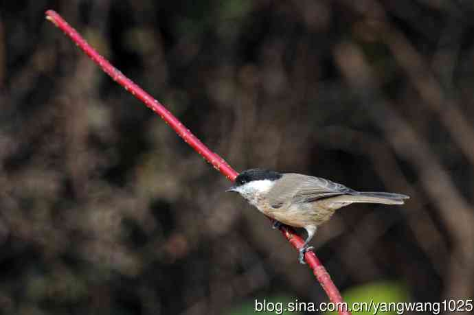 北京天坛公园的鸟类——沼泽山雀（3）