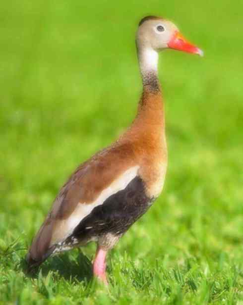 猎奇：十大奇异的雁鸭之四（树鸭、麝鸭）
