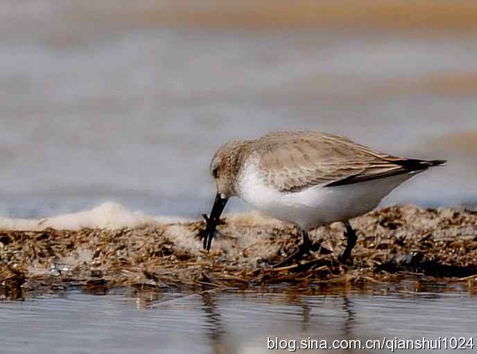 野鸭湖打鸟.弯嘴滨鹬