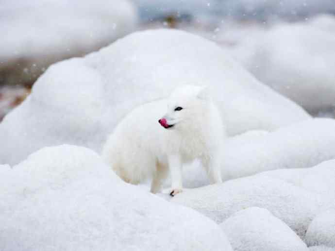 犬科：狐亚科之北极狐（雪鸮、雷鸟）