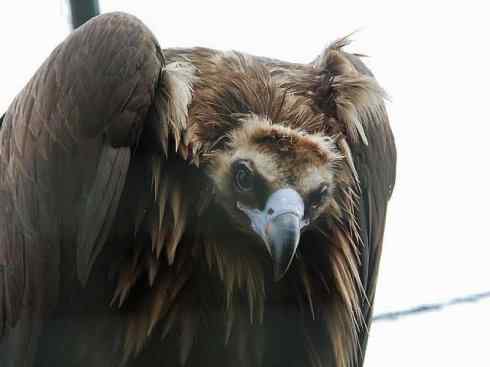鸟类之最:大秃鹫