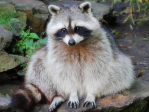 十大喜食蜂蜜动物：蜜熊