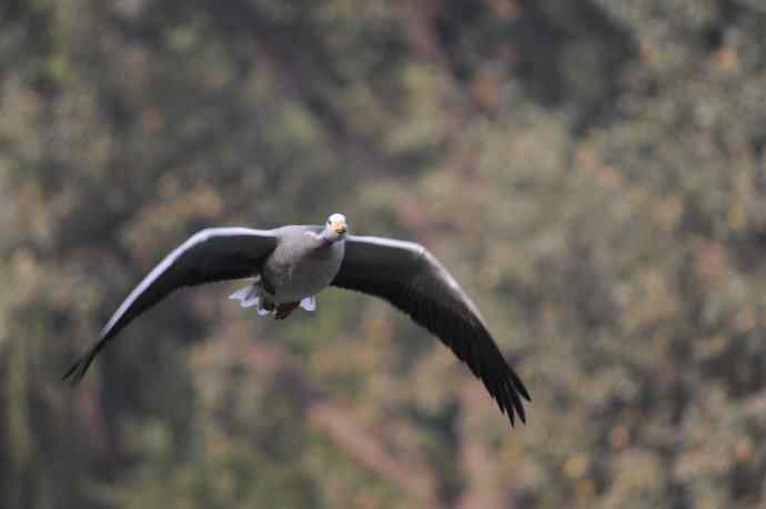 白天鹅、斑头雁