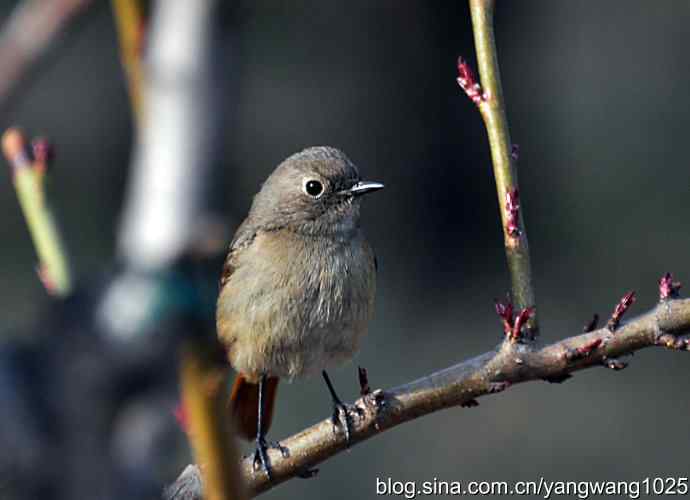 第一场春雨之后 wbr1 第一场春雨之后 wbr1