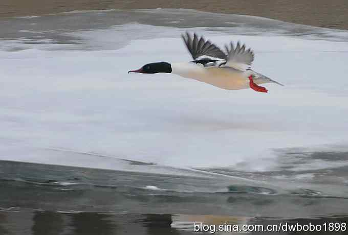 鸟友再聚白河湾 鸟友再聚白河湾