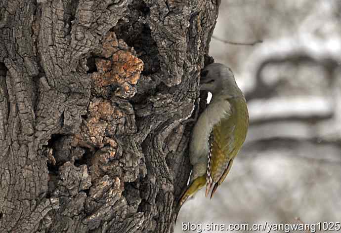 灰头绿啄木鸟（雌性）