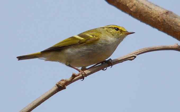 可爱好动的黄腰柳莺（组图）