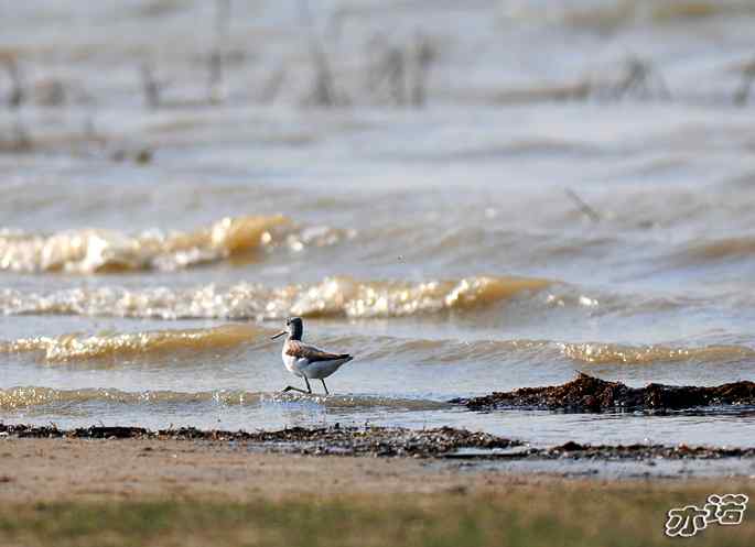 官厅水库&nbsp;wbr路&nbsp;wbr鹤鹬和青脚鹬