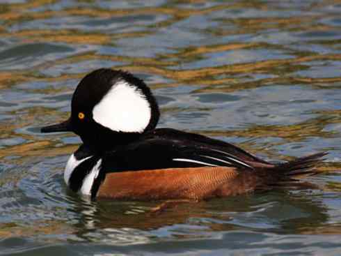 鸟类之最:欧绒鸭 鸟类之最:欧绒鸭
