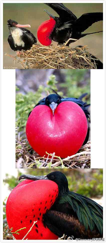 丽色军舰鸟，捧起一颗红心来表白