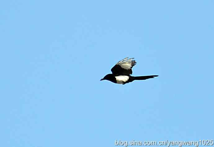 习作(喜鹊) 习作(喜鹊)