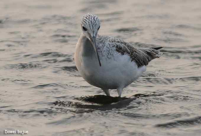 秋季到海滨来看鸟