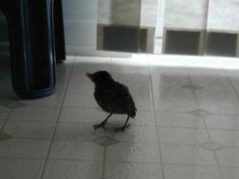 知更鸟（9）：无言的结局