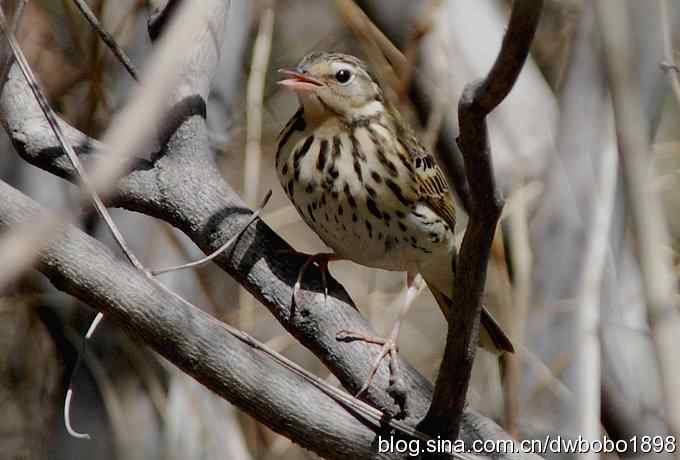朱雀和北宫的鸟