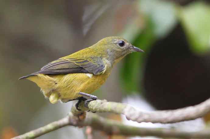 【树上一个小妹妹 wbr谁家啄花这样俏】