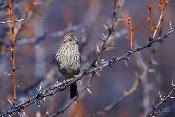 轻寒薄暖，再上川西