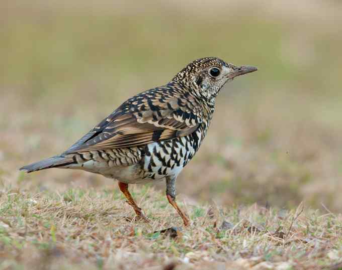 深圳拍鸟新纪录(4)鈥斺敾叩仞矗ㄗ橥迹 深圳拍鸟新纪录(4)鈥斺敾叩仞矗ㄗ橥迹