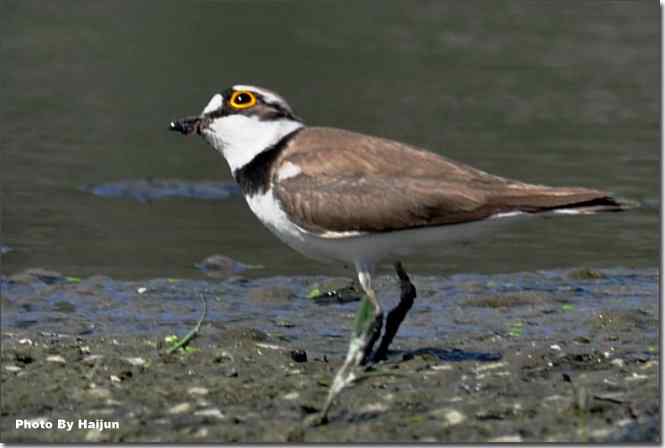 湿地拍鸟儿归来兮 点击图片或使用键盘← →翻页