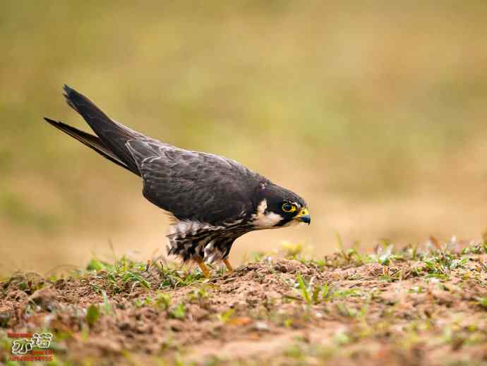 官厅水库&nbsp;wbr路&nbsp;wbr再拍燕隼