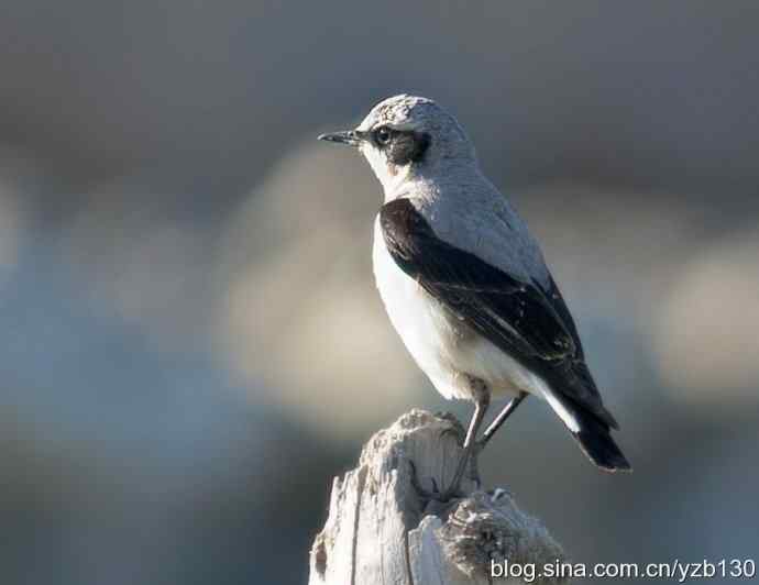 北疆鈥溗拇蟛外澥掌淙ㄗ橥迹8张图片）