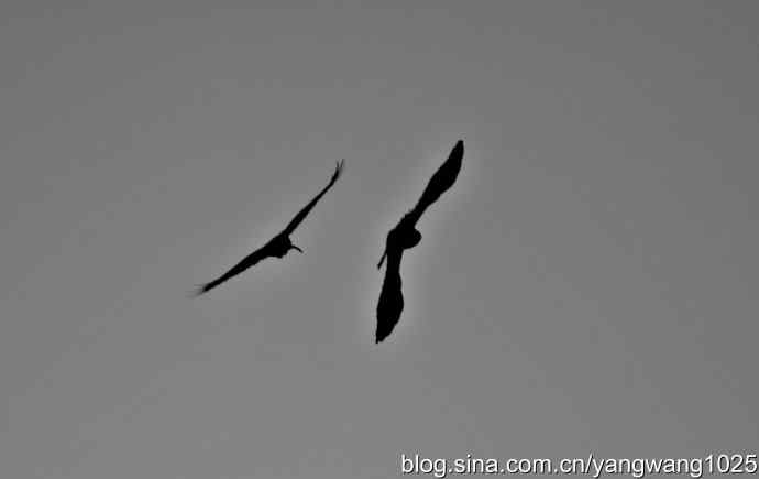 剪纸（空中的战斗）