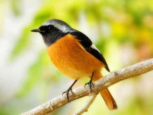 美丽无罪:雀鸟之红尾鸲 美丽无罪:雀鸟之红尾鸲