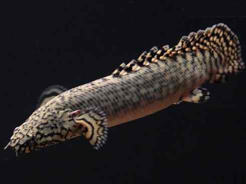 鱼类活化石:多鳍鱼 鱼类活化石:多鳍鱼