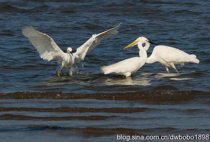 白鹭鸶飘然欲仙