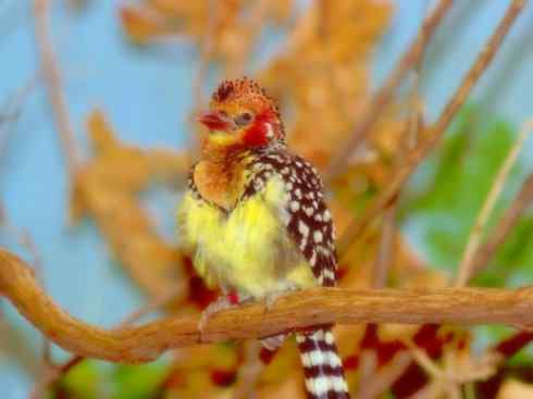 十大喜食蜂蜜动物:黑喉响蜜鴷 十大喜食蜂蜜动物:黑喉响蜜鴷