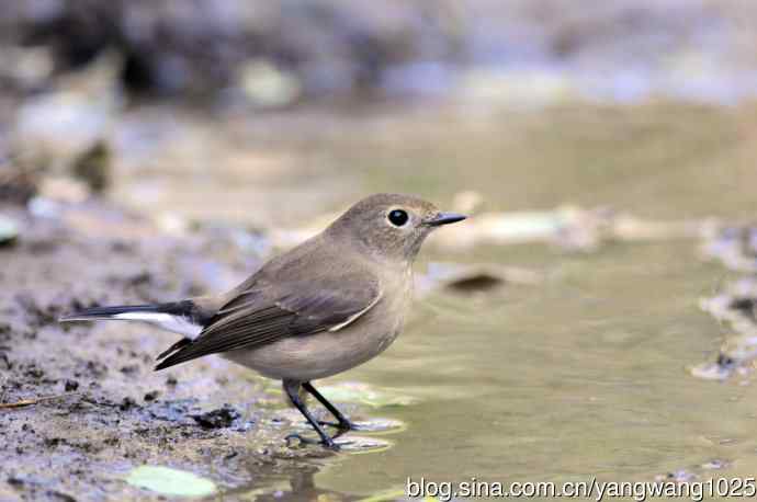 红喉姬鹟（11）