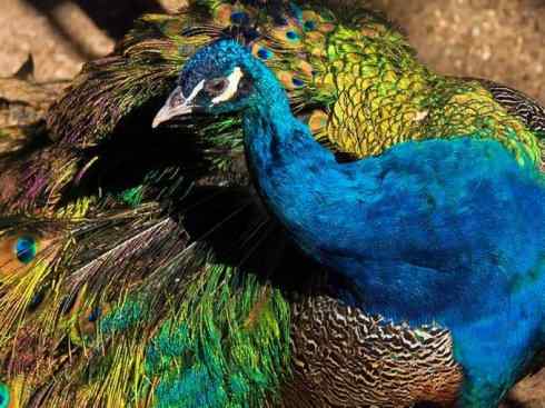 凤凰：传说中的鸟原型探秘（孔雀）