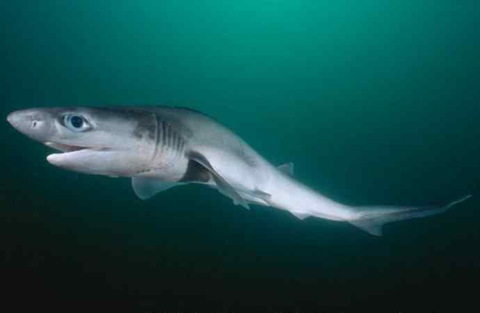 鱼类活化石：皱鳃鲨