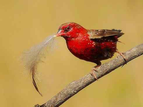 极品红色鸟类：红梅花雀