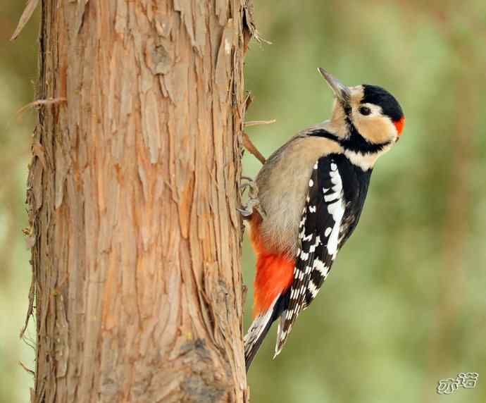 大年初五  鞭炮添堵