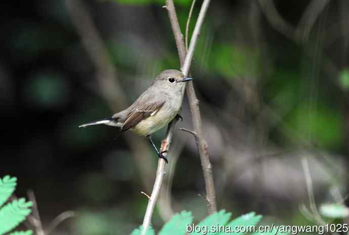 雌性白眉姬鹟（7）
