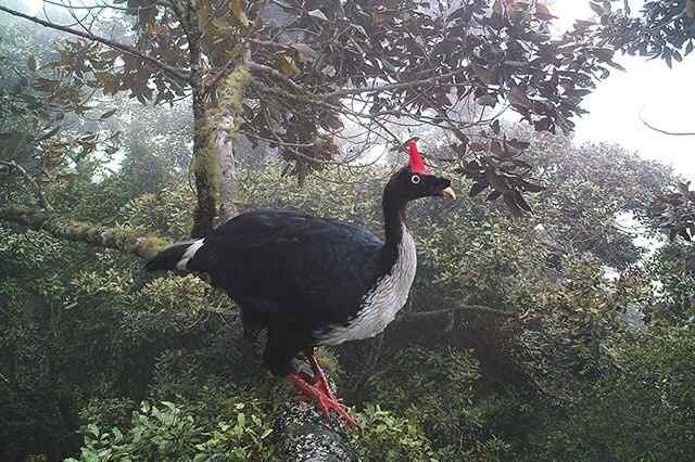 角冠雉——像画一样的大鸟