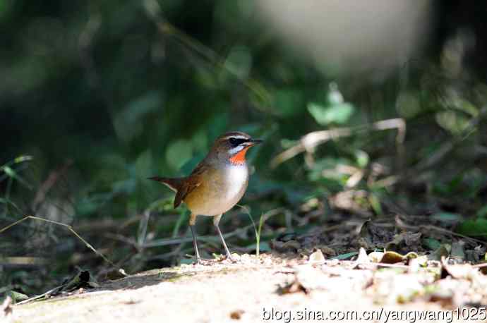 红喉歌鸲（13）