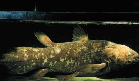 鱼类活化石：矛尾鱼