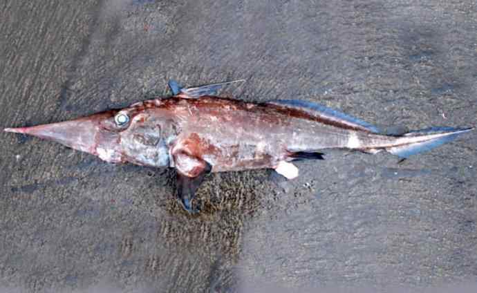 鱼类活化石：长吻银鲛