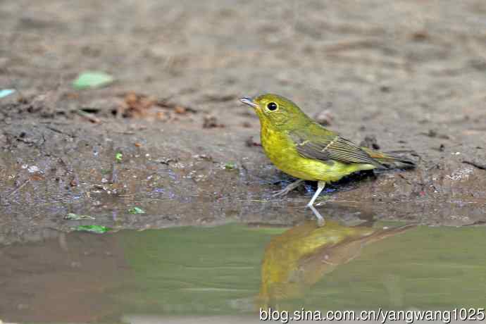 洗浴的绿背姬鶲