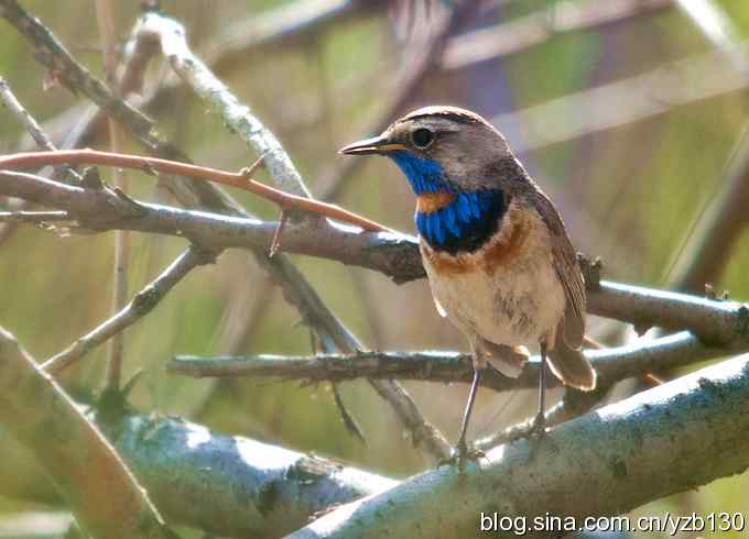 精神抖擞蓝点颏（组图，10张图片）