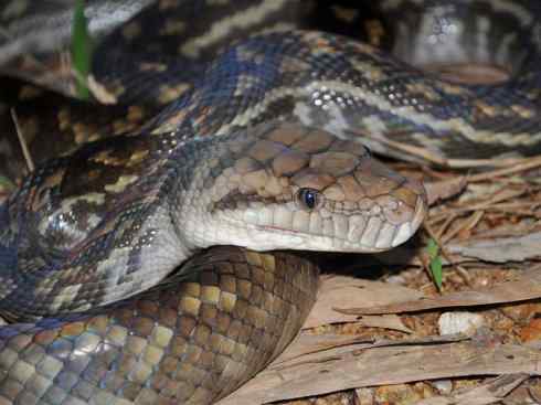 龙：传说的兽原型探秘（树蟒类）