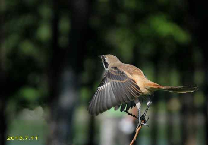 207.小伯劳成长记（3）亲鸟育儿篇